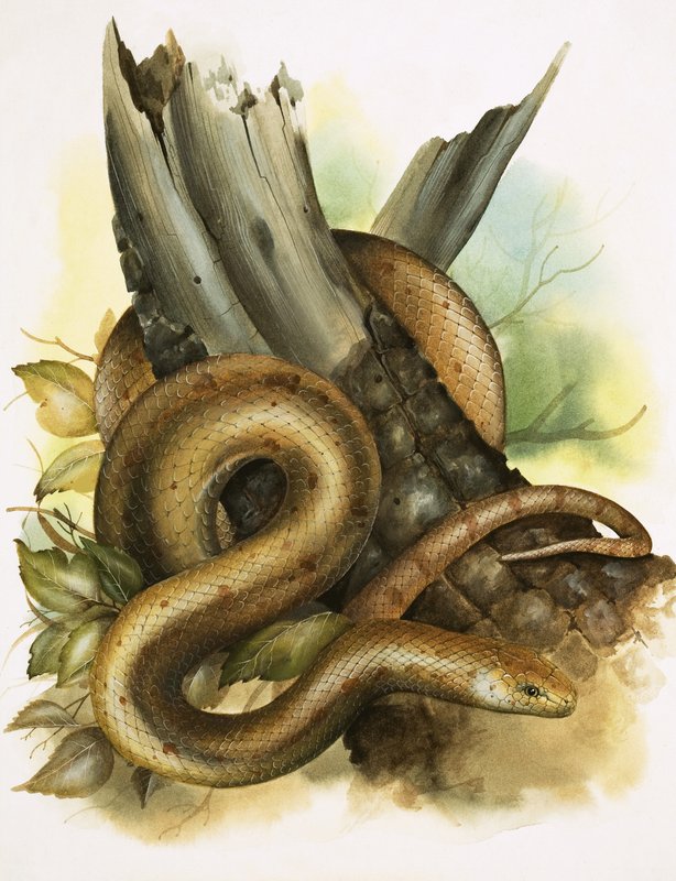 Snake od English School