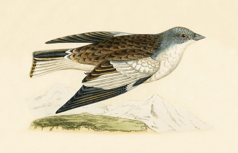 Snow Finch, ilustrace z „Historie ptáků Evropy nepozorovaných na Britských ostrovech“ od Charlese Roberta Bree (1811-86), vydáno 1867 od English School