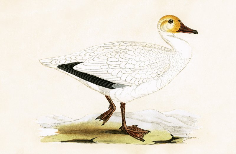 Snow Goose, ilustrace z „Historie ptáků Evropy nepozorovaných na Britských ostrovech“ od Charlese Roberta Bree (1811-86), vydáno 1867 od English School