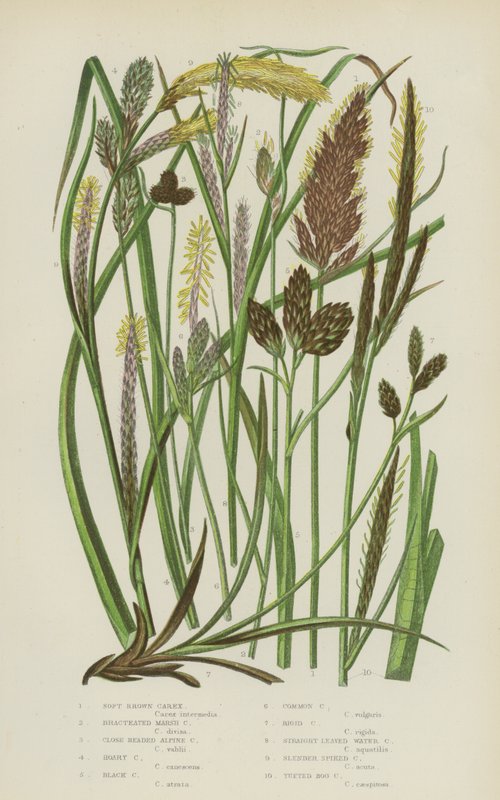 Soft Brown Carex, Bracteated Marsh Carex, Close Head Alpine Carex, Hoary Carex, Black Carex … (barva litho) od English School