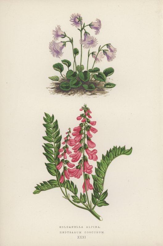 Soldanella Alpina; Hedysarum Obscurum (barevná litografie) od English School
