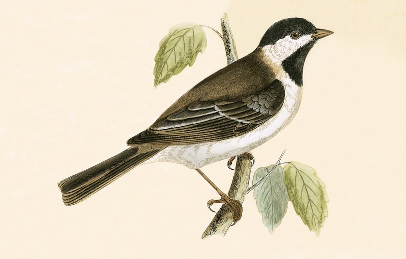 Sýkora modřinka, ilustrace z knihy "A History of the Birds of Europe Not Observed in the British Isles" od Charlese Roberta Bree (1811-86), vydáno 1867. od English School
