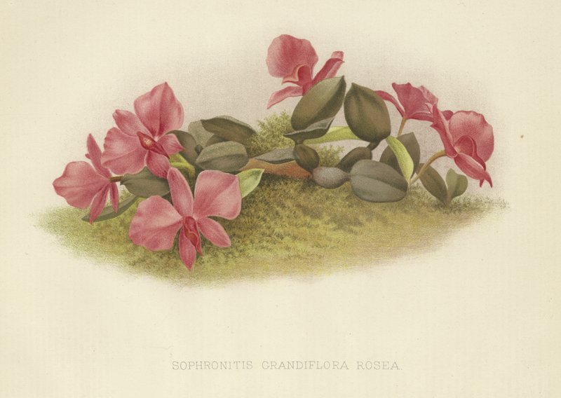 Sophronitis grandiflora rosea od English School