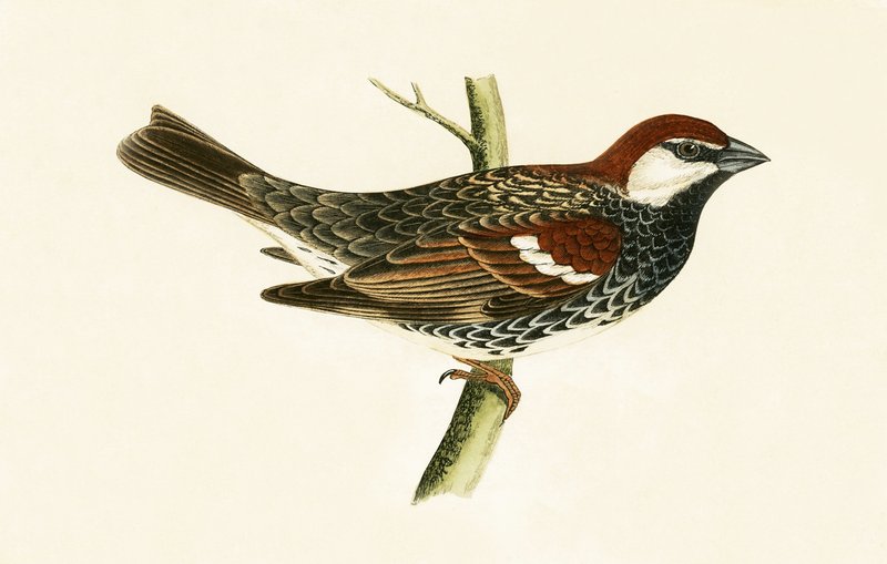 Španělský vrabec, ilustrace z „Historie ptáků Evropy nepozorovaných na Britských ostrovech“ od Charlese Roberta Bree (1811-86), vydáno 1867 od English School
