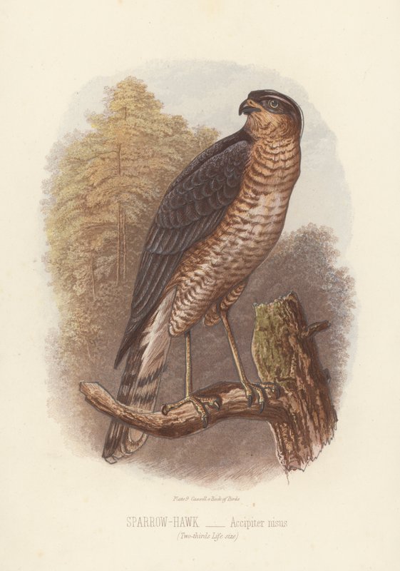 Krahujec obecný, Accipiter Nisus (barevná litografie) od English School