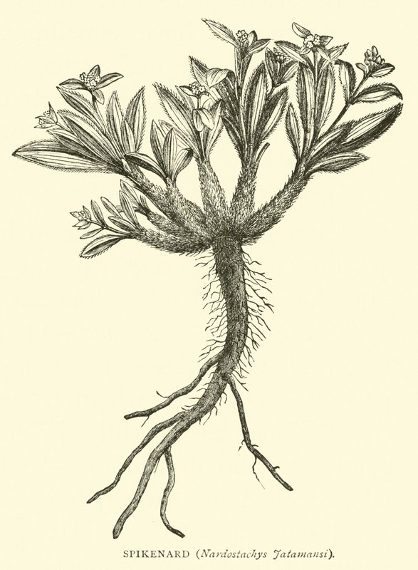Spikenard, Nardostachys Jatamansi od English School