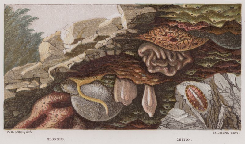 Houby, chiton (barevná litografie) od English School