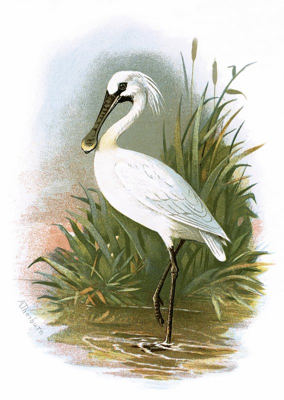 Spoonbill od English School