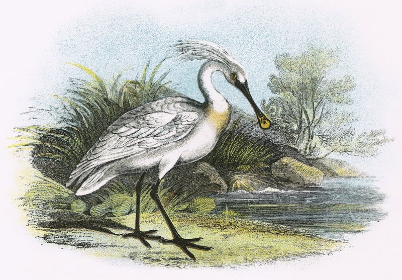Spoonbill od English School