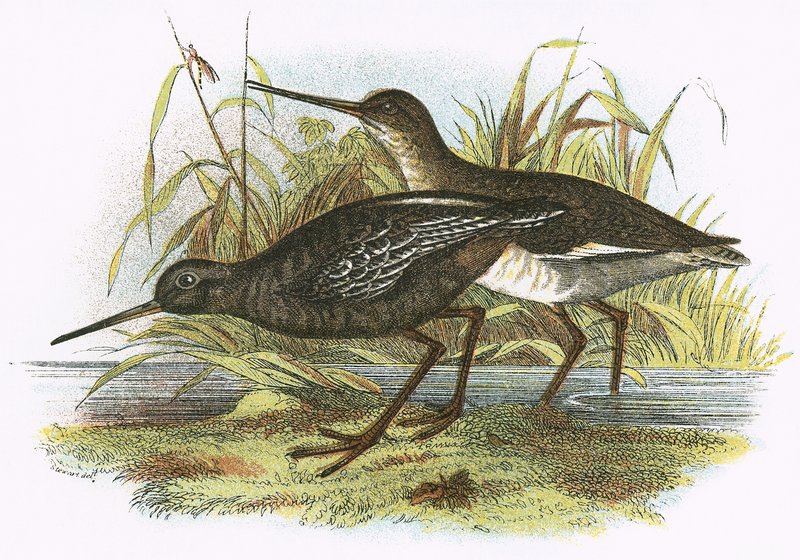 Redshank skvrnitý od English School