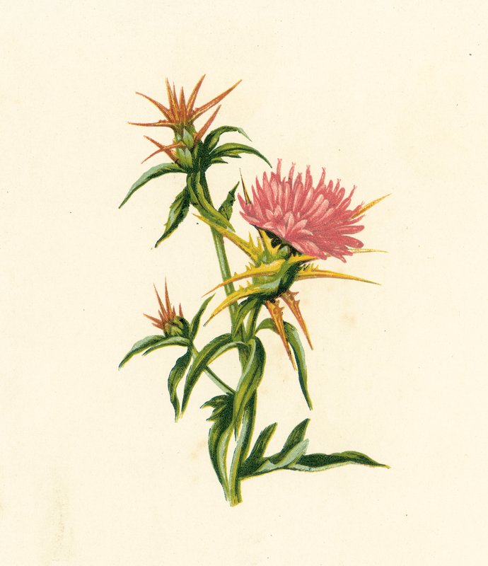 Hvězdnice, Centaurea Calcitrapa (barevná litografie) od English School