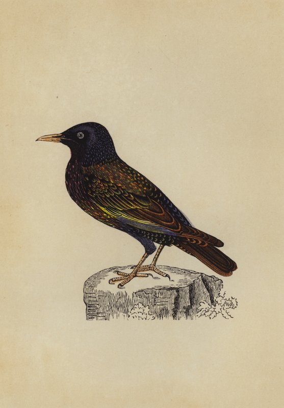 Starling (barva lito) od English School