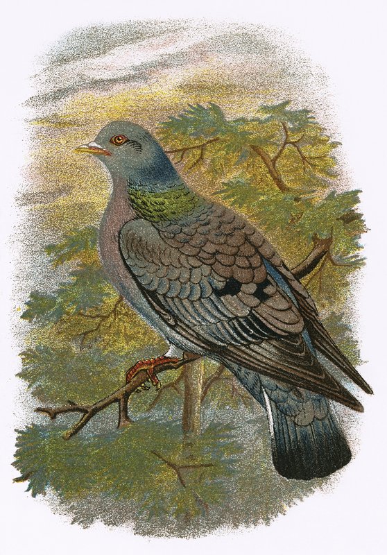 Stock Dove od English School