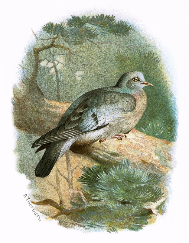 Stock Dove od English School