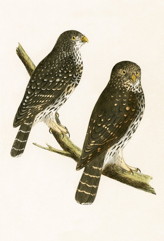 Strix Pusilla, ilustrace z „Historie ptáků Evropy nepozorovaných na Britských ostrovech“ od Charlese Roberta Bree (1811-86), vydáno 1867 od English School