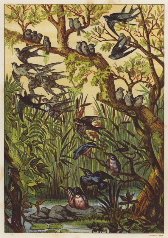 Letní večer s ptáky (barva litho) od English School