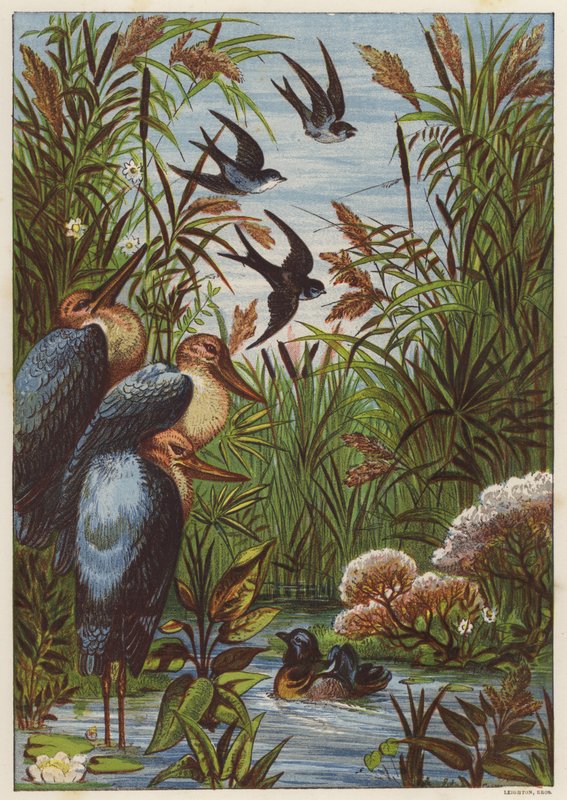 Letní ráno s ptáky (barva litho) od English School