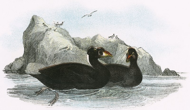 Surf Scoter od English School