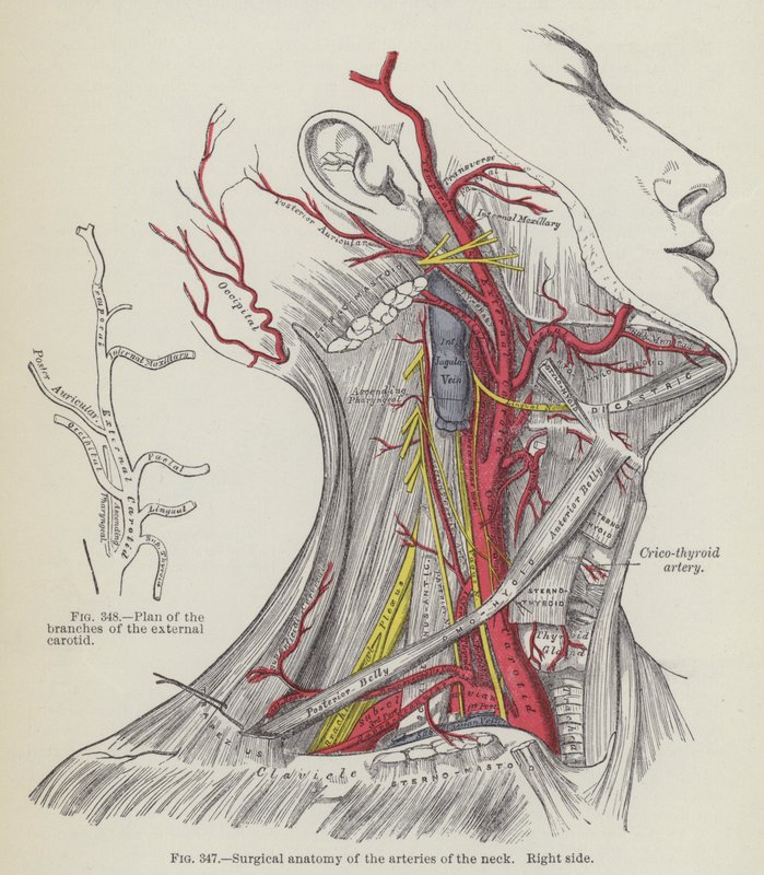 Chirurgická anatomie tepen krku, pravá strana (rytina) od English School