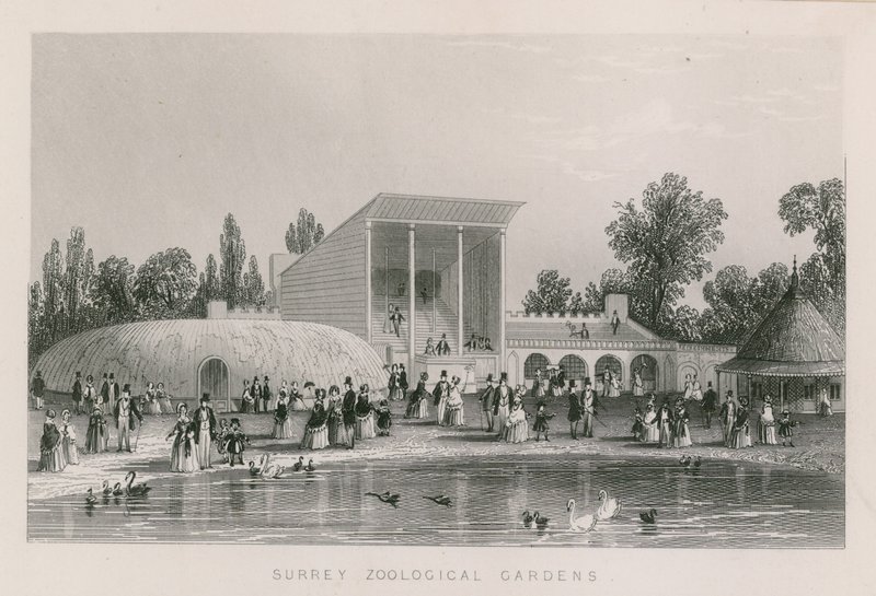 Zoologická zahrada Surrey od English School