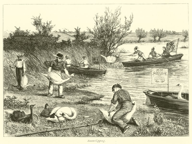 Swan-Upping od English School