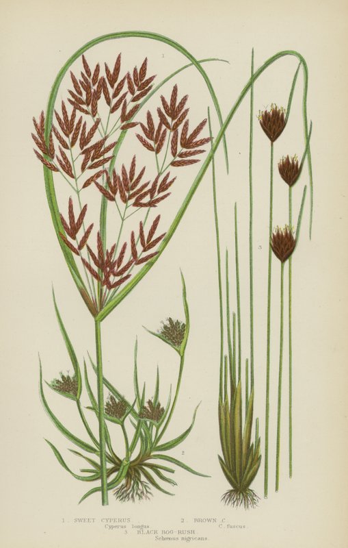 Sweet Cyperus, Brown Cyperus, Black Bog-Rush (barevné lito) od English School