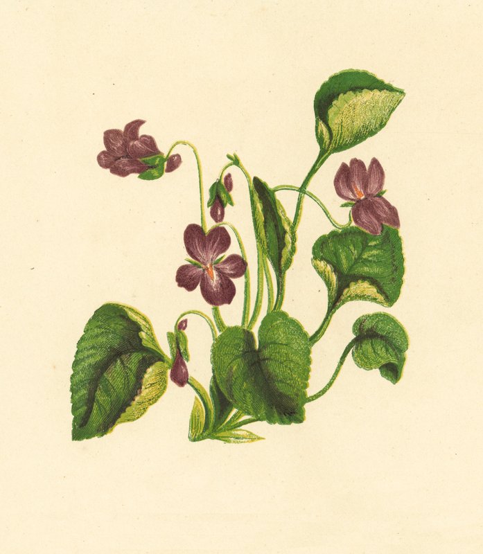 Sladká fialka, Viola Odorata (barevná litografie) od English School