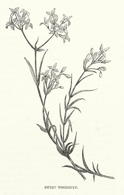 Sweet Woodruff (rytina) od English School