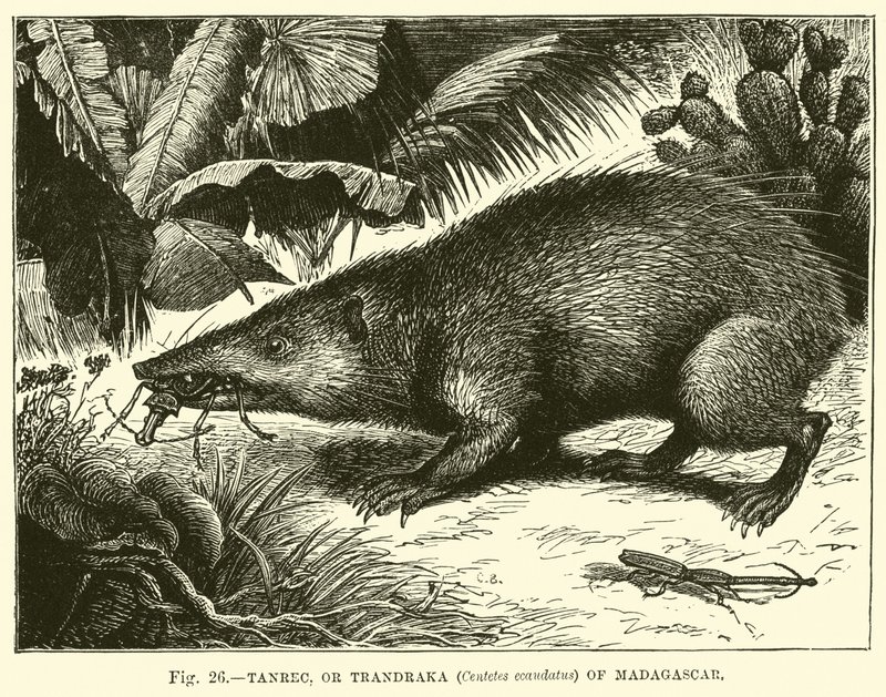 Tanrec nebo Trandraka (Centetes ecaudatus) z Madagaskaru od English School