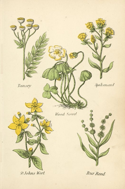 Tansey, Spikenard, Wood Sorrel, St Johns Wort, Bur Reed od English School