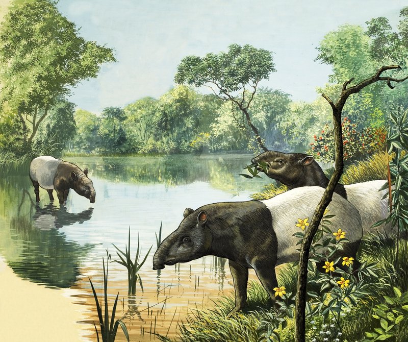 Tapíři, ilustrace z knihy Říše divů přírody od English School