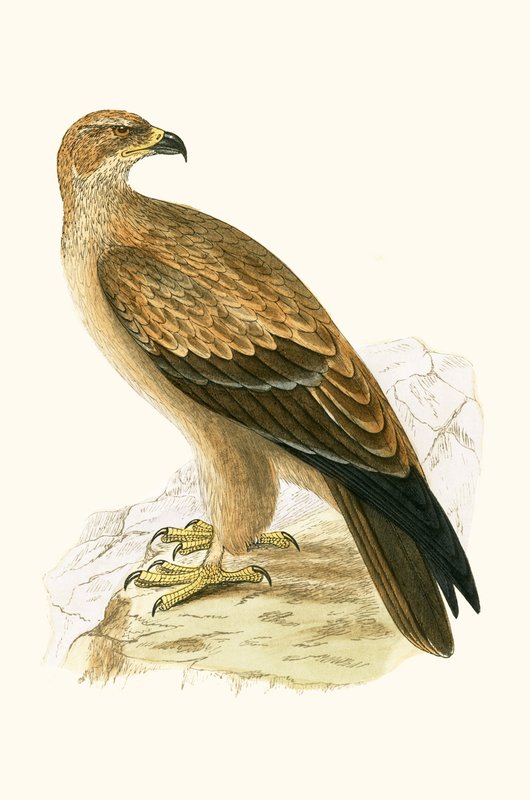 Tawny Eagle, ilustrace z „Historie ptáků Evropy nepozorovaných na Britských ostrovech“ od Charlese Roberta Bree (1811-86), vydáno 1867 od English School