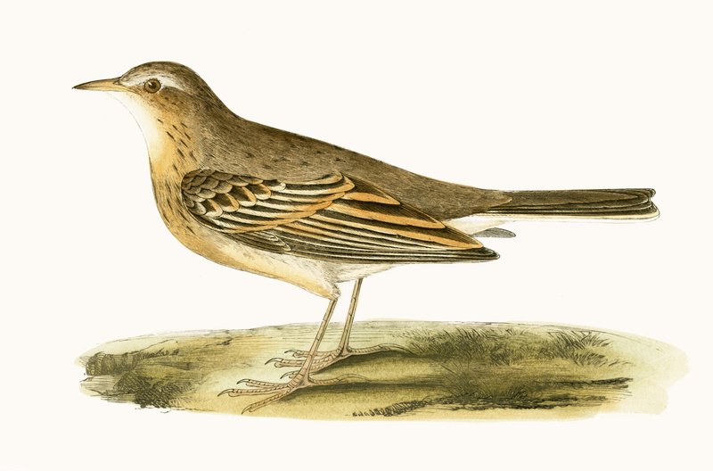 Tawny Pipit, ilustrace z „Historie ptáků Evropy nepozorovaných na Britských ostrovech“ od Charlese Roberta Bree (1811-86), vydáno 1867 od English School