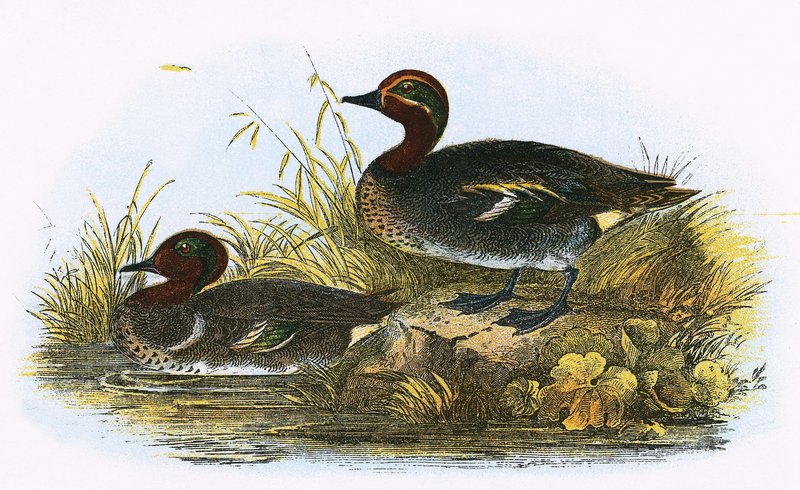 Teal (vpravo) a American Teal (vlevo) od English School