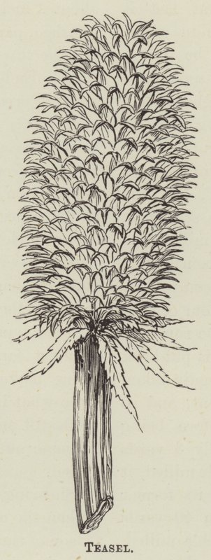 Teasel (rytina) od English School