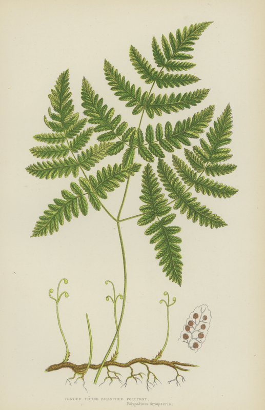 Něžná třívětá polypody (barevná litografie) od English School