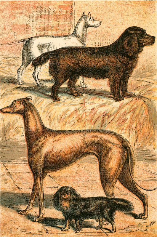 Teriér, španěl, greyhound a king Charles španěl od English School
