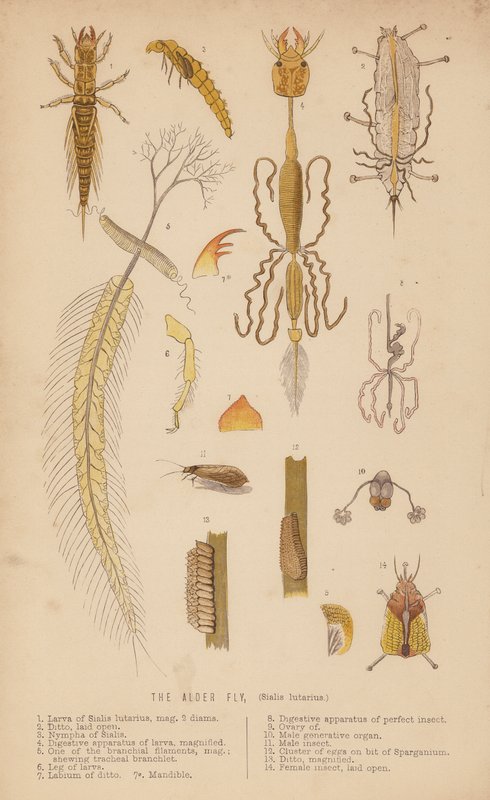 Moucha olšová, Sialis lutarius (litho) od English School