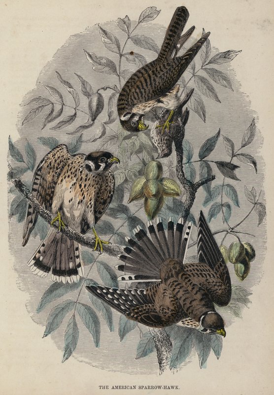 Americký Sparrow-Hawk (barevná rytina) od English School