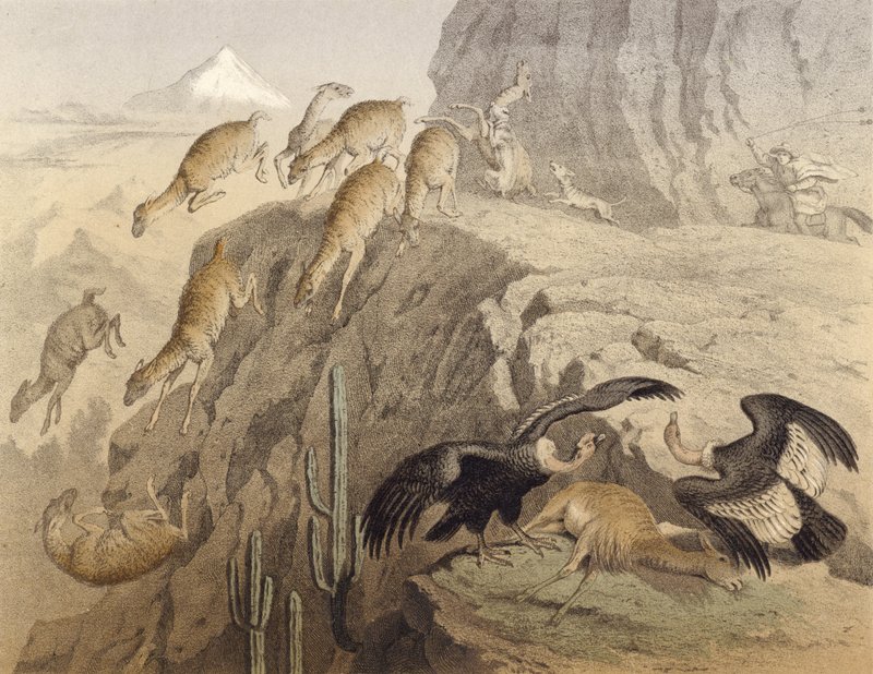 Pohoří And v Peru, lov lamy, kondora od English School