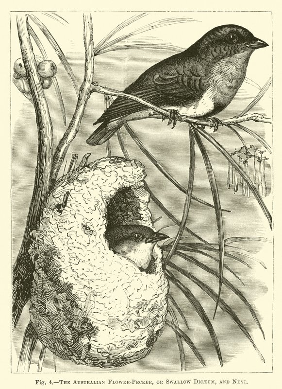 Australská květina-pecker, nebo vlaštovka Dicaeum, a hnízdo od English School