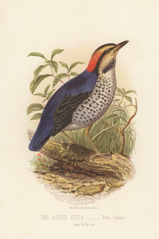 Azure Pitta, Pitta Cyanea (barevné lito) od English School