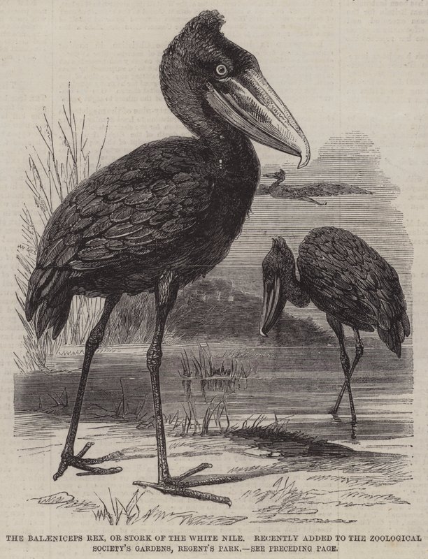 Balaeniceps rex neboli čáp z Bílého Nilu, nedávno přidaný do zahrad Zoologické společnosti, Regent