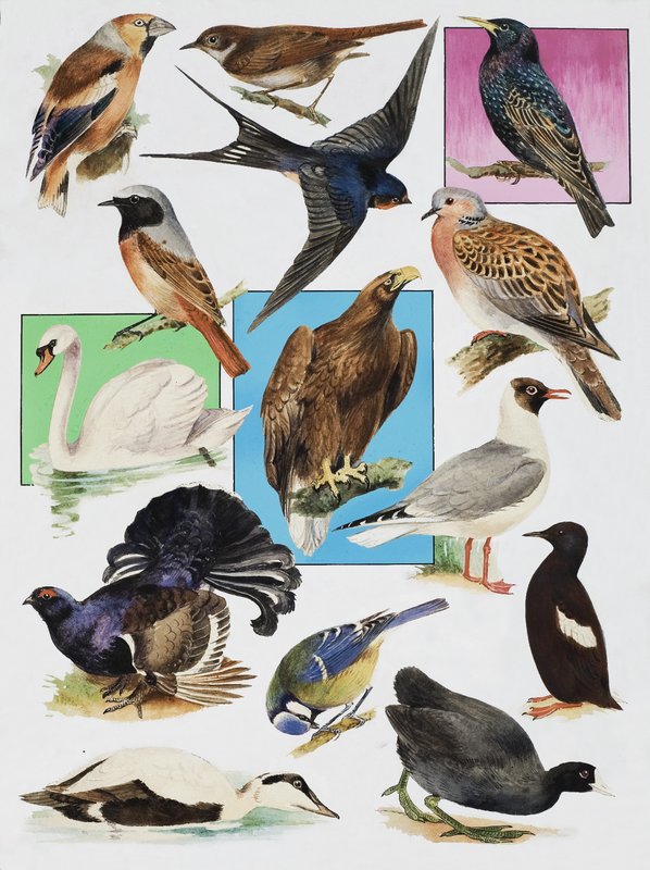 Birds of Britain od English School