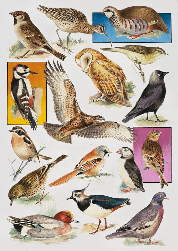 Birds of Britain od English School