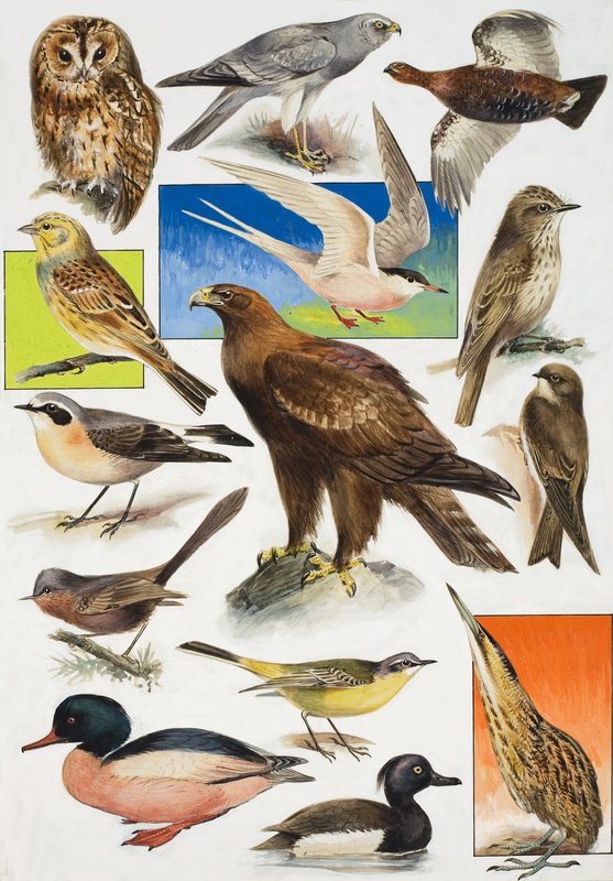 Birds of Britain od English School