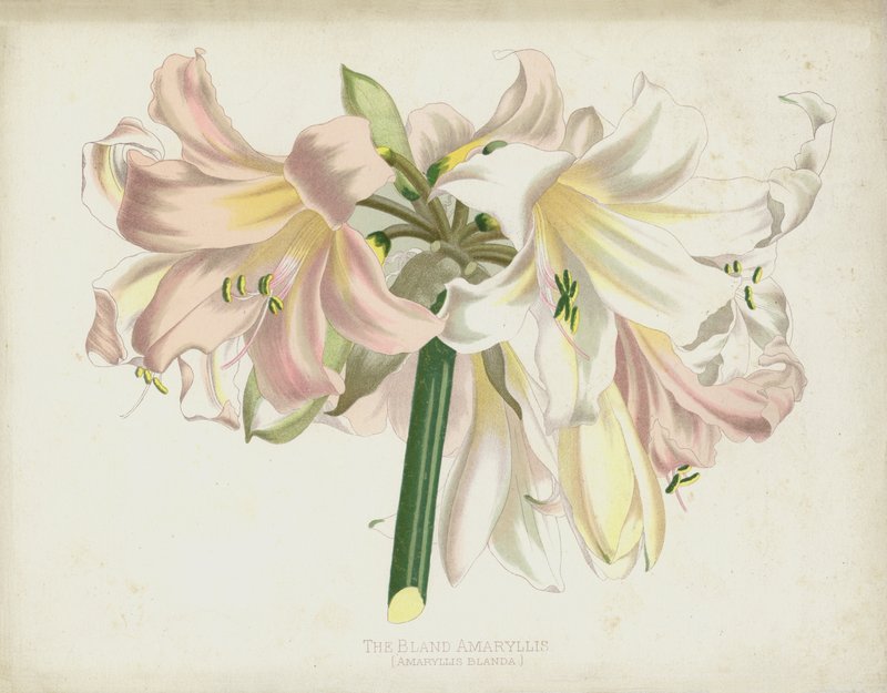 Bland Amaryllis, Amaryllis Blanda od English School