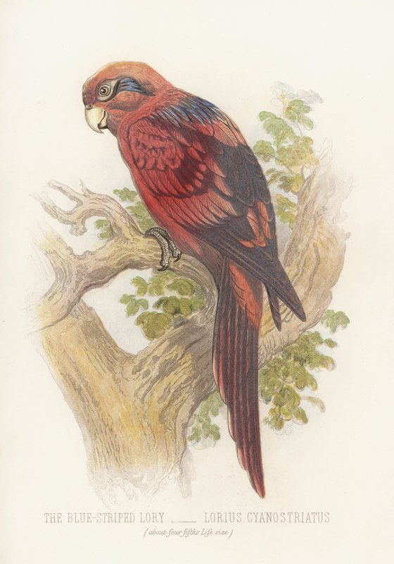 Lory modropruhovaný, Lorius Cyanostriatus (barva lito) od English School