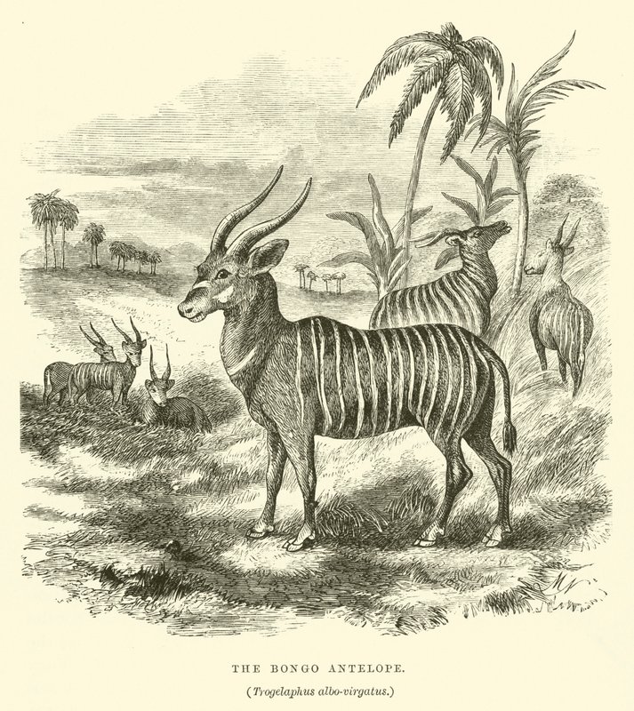 Antilopa Bongo, Trogelaphus bíle větvený (rytina) od English School