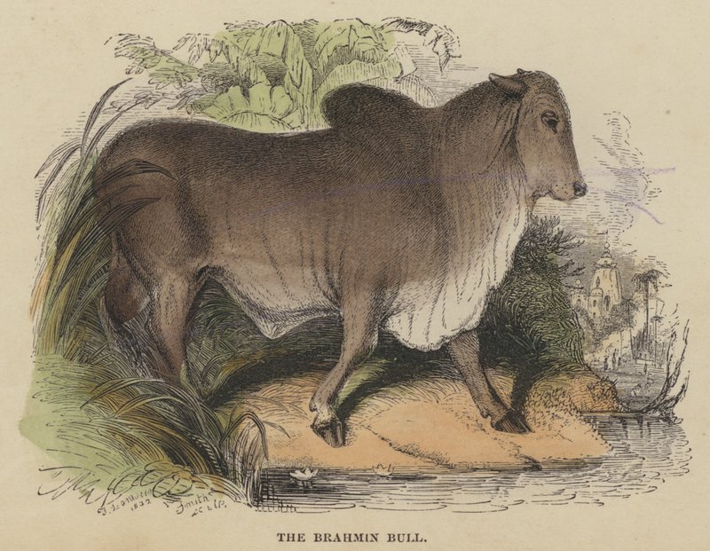 Brahmin Bull (barevná rytina) od English School